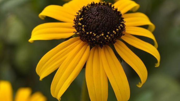 Rudbeckia fulgida var. sullivantii ‘Goldblitz’ en gros plan.